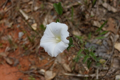 Calystegia catesbeiana