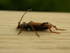 Phymatodes testaceus