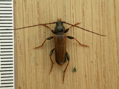 Phymatodes testaceus