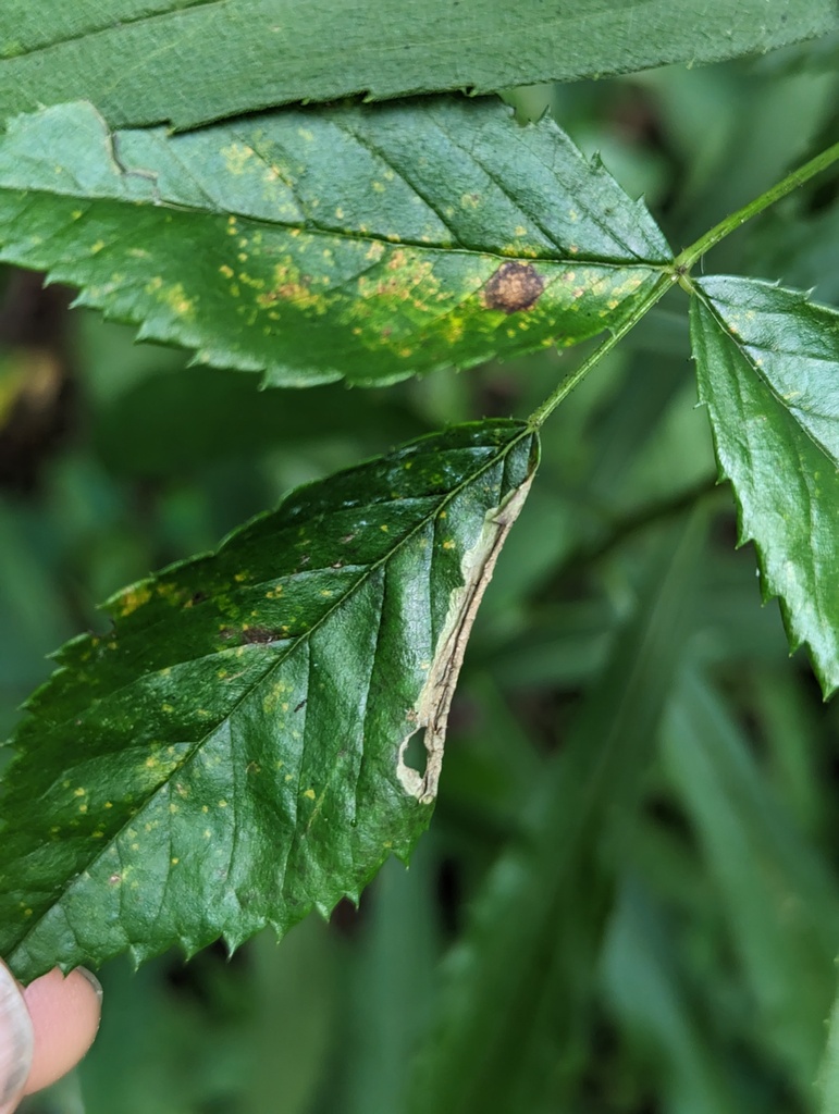 Coptotriche roseticola