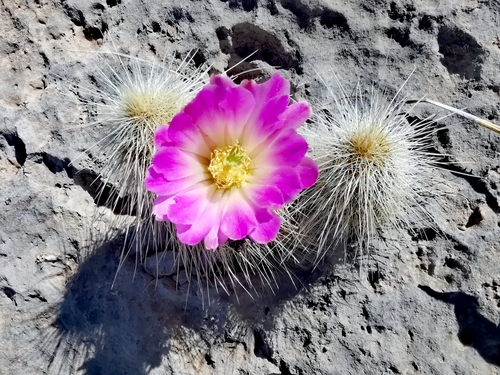 Echinocereus longisetus