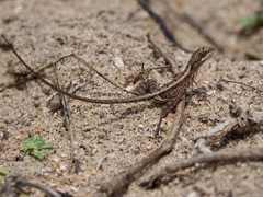 Sitana ponticeriana