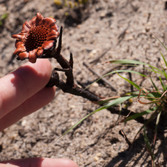 Protea angustata