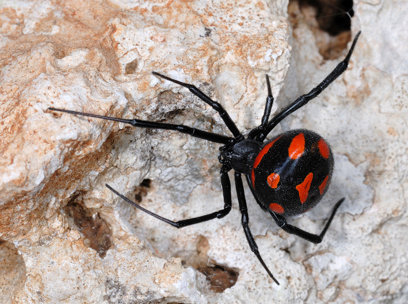 European Black Widow (Latrodectus tredecimguttatus) · iNaturalist