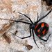 European Black Widow - Photo (c) Paolo Mazzei, some rights reserved (CC BY-NC), uploaded by Paolo Mazzei