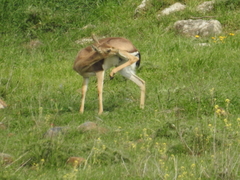 Gazella gazella