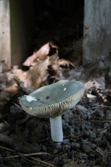 Russula modesta