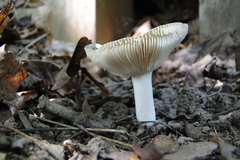 Russula modesta