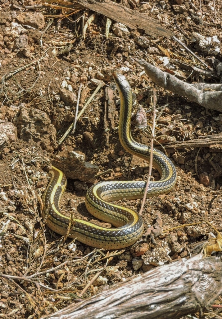 Texas Patch-nosed Snake from 87210 Tamps., México on August 25, 2023 at ...