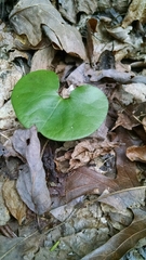 Asarum