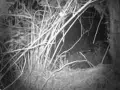 Spilogale angustifrons