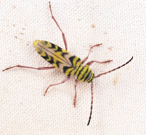 Megacyllene snowi