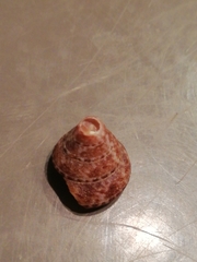 Calliostoma laugieri