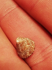 Calliostoma laugieri