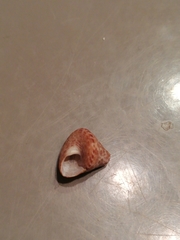 Calliostoma laugieri