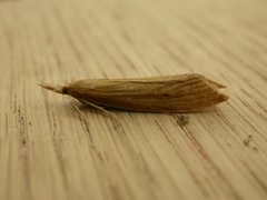 Chilo phragmitella