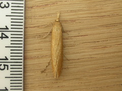 Chilo phragmitella