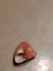 Calliostoma laugieri