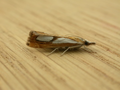 Catoptria pinella