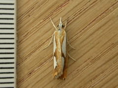 Catoptria pinella
