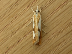 Catoptria pinella