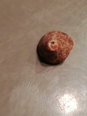 Calliostoma laugieri