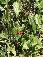 Ruellia coccinea