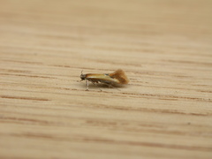 Batia lunaris