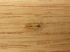Batia lunaris