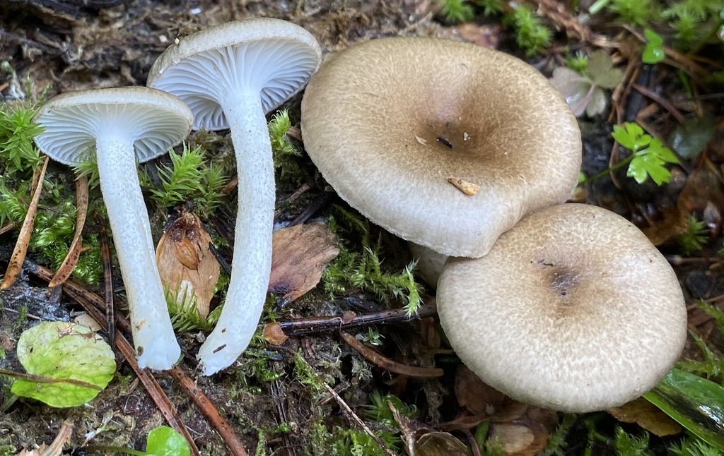 Hygrophorus pustulatoides from Wallowa-Whitman National Forest, North ...