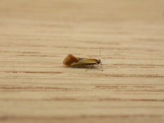 Batia lunaris