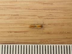 Batia lunaris