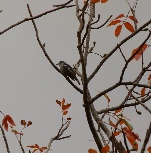 Lalage leucomela