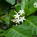 Brown Gardenia - Photo (c) botanygirl, some rights reserved (CC BY), uploaded by botanygirl