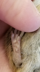 Microtus ochrogaster