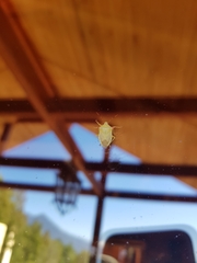 Brontocoris nigrolimbatus