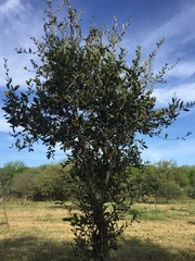 Quercus