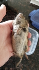 Microtus ochrogaster