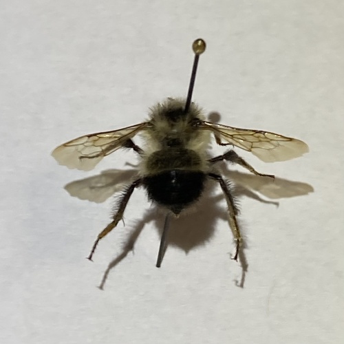 Sanderson's Bumble Bee (Bombus sandersoni), a species recorded in West Virginia