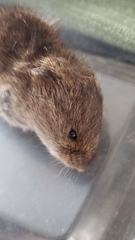 Microtus ochrogaster