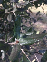 Quercus