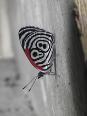 Diaethria clymena