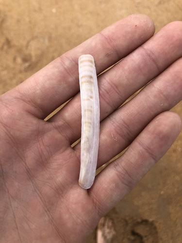 Ensis megistus