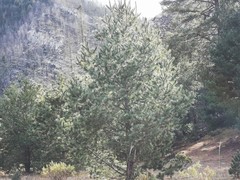 Pinus stylesii