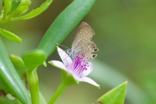 Eastern Pygmy-Blue photo 2