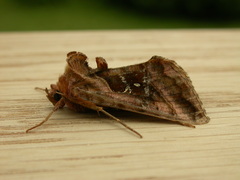 Autographa jota