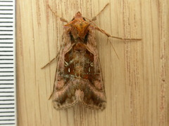 Autographa jota