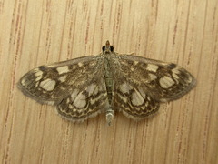 Anania coronata