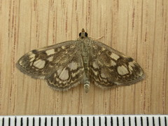 Anania coronata