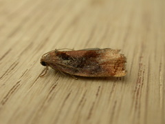 Archips podana